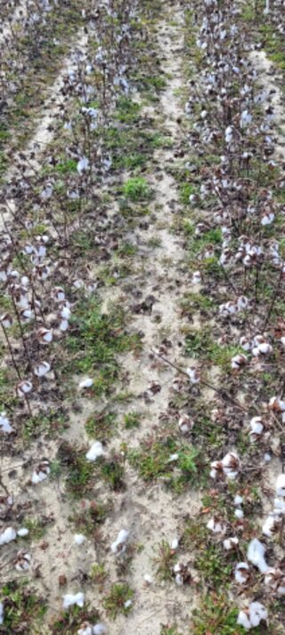 Sample image: seed cotton 1,377 lb/ac (~1-1.25 bales/ac)