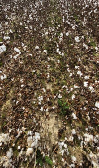 Sample image: seed cotton 1,849 lb/ac (~1.5 bales/ac)