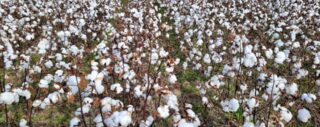 Sample image: seed cotton 2,985 lb/ac (~2.5 bales/ac)