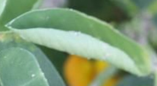 Sample image: 2-4-db Injury in Peanut