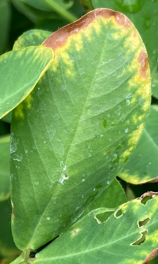 Sample image: Boron Toxicity in Peanut
