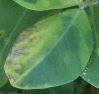 Sample image: Glufosinate Injury in Peanut