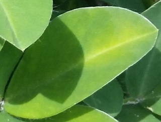Sample image: Hopperburn Damage in Peanut