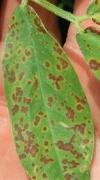 Sample image: Lactofen Injury in Peanut