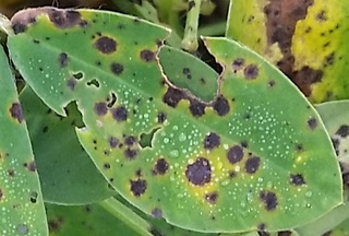 Sample image: Late Leaf Spot in Peanut