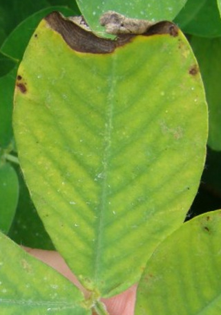 Sample image: Manganese Deficiency in Peanut