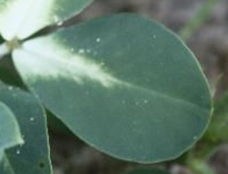 Sample image: Norflurazon Injury in Peanut