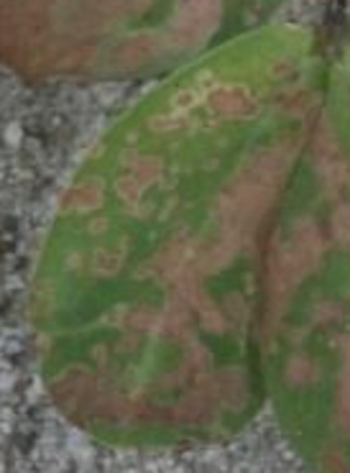 Sample image: Paraquat Injury in Peanut