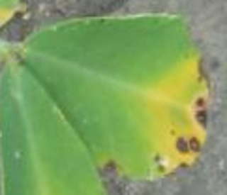 Sample image: Phorate Injury in Peanut