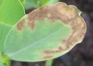 Sample image: Potash Deficiency in Peanut