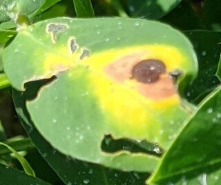 Sample image: Provost Injury in Peanut