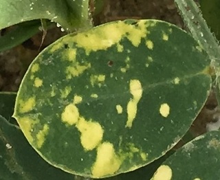 Sample image: Surfactant Injury in Peanut
