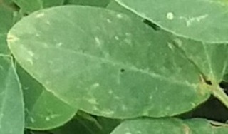 Sample image: Thrips Damage in Peanut