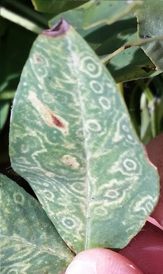 Sample image: Tomato Spotted Wilt