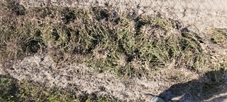 Sample image: Peanuts 2,890 lb/ac