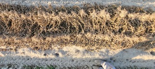 Sample image: Peanuts 3,461 lb/ac