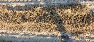 Sample image: Peanuts 4,146 lb/ac