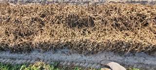 Sample image: Peanuts 5,350 lb/ac