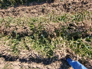 Sample image: Peanuts 5,787 lb/ac
