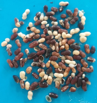 Sample image: 70% orange-brown-black; 4% black