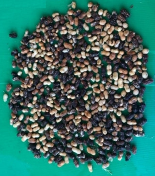 Sample image: 76% orange-brown-black; 17% black
